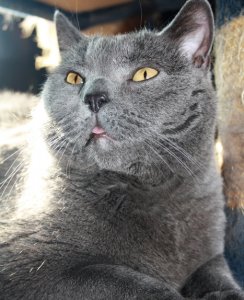 Katzen