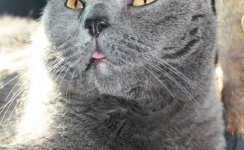 Katzen