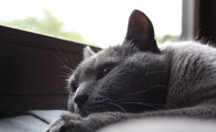 Katzen