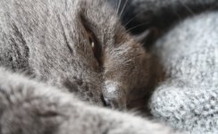 Katzen