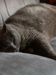 Katzen