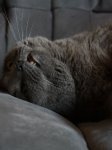 Katzen