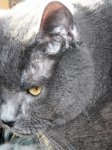 Katzen