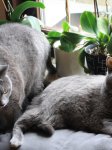 Katzen