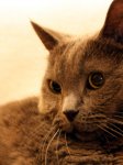 Katzen