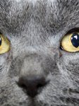 Katzen