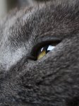 Katzen