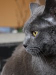 Katzen