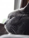 Katzen