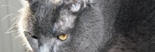 Katzen
