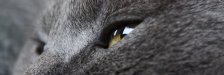 Katzen