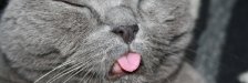Katzen