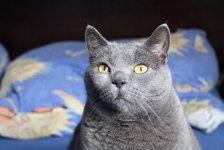 Katzen