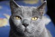 Katzen