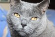 Katzen