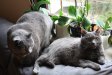 Katzen