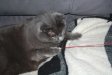 Katzen