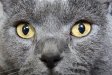 Katzen