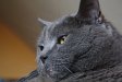 Katzen