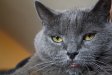 Katzen