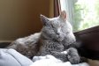 Katzen