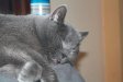 Katzen