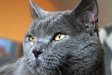 Katzen